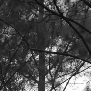 Black and white view looking up through pine tree branches.