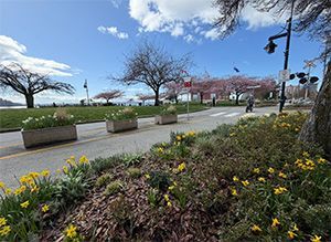 A sunny park path lined with blooming cherry trees, yellow daffodils, and concrete planters under a blue sky.