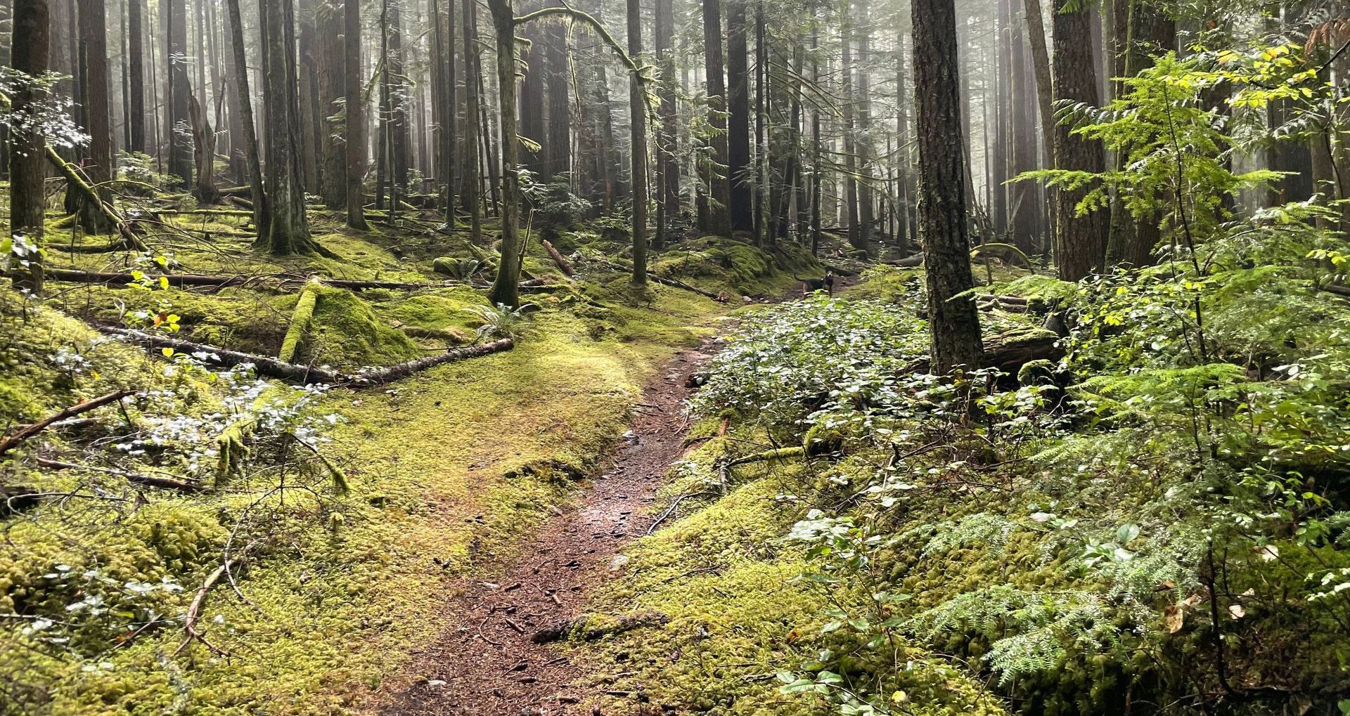 Dirt path through a lush forest, mossy ground, and tall trees, bathed in misty sunlight.