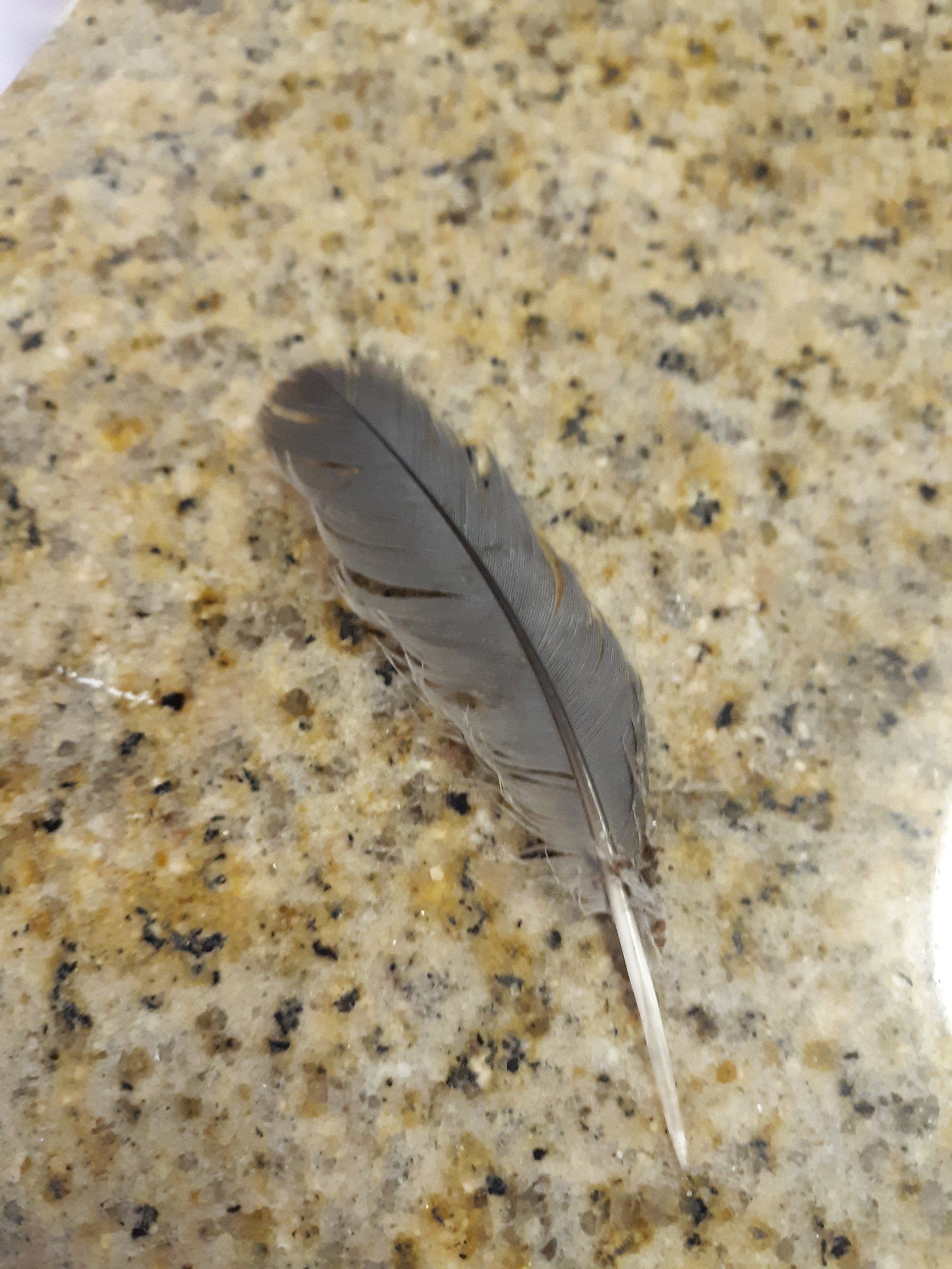 Told our story, he left a feather