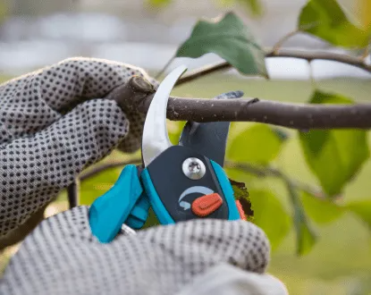 A person is cutting a tree branch with a pair of scissors.