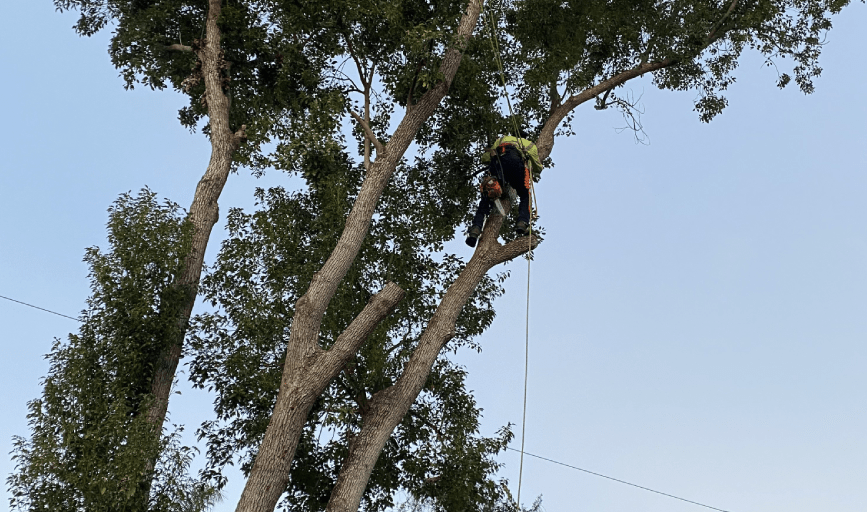 A man is climbing a tree with a chainsaw.