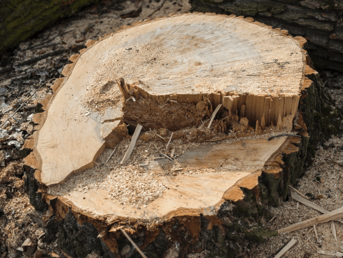 A tree stump has been cut in half and is sitting on the ground.