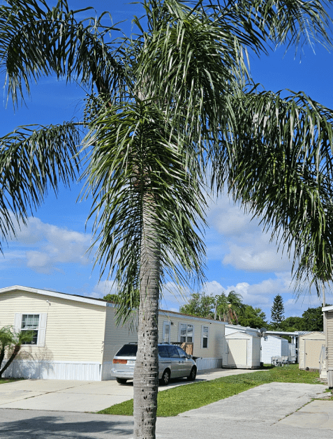 A palm tree is in front of a mobile home park.