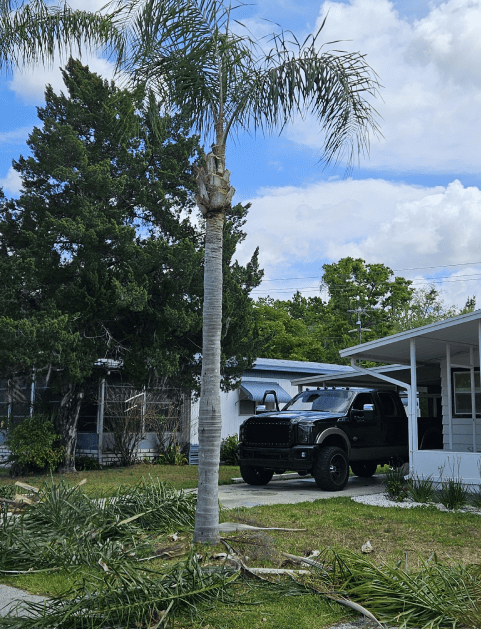 A black truck is parked in front of a house next to a palm tree.