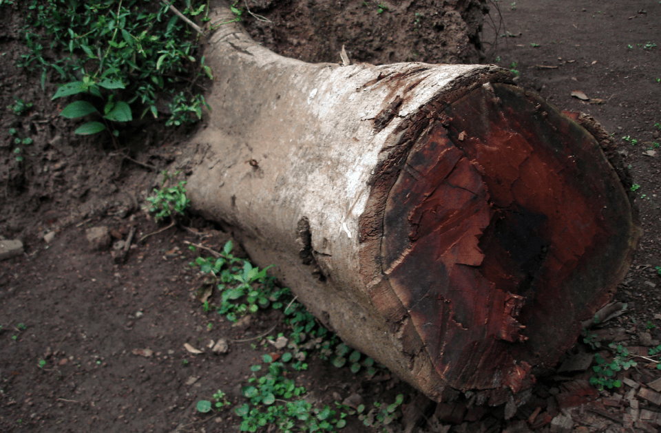 A tree stump with a hole in it is laying on the ground