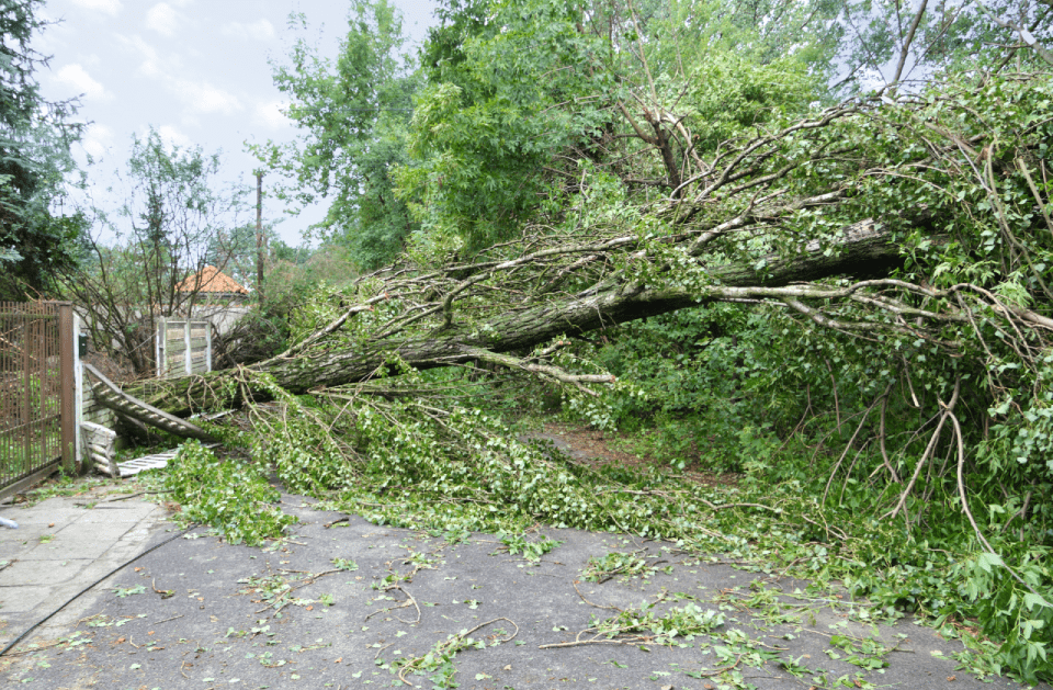 A tree that has fallen on the side of a road.