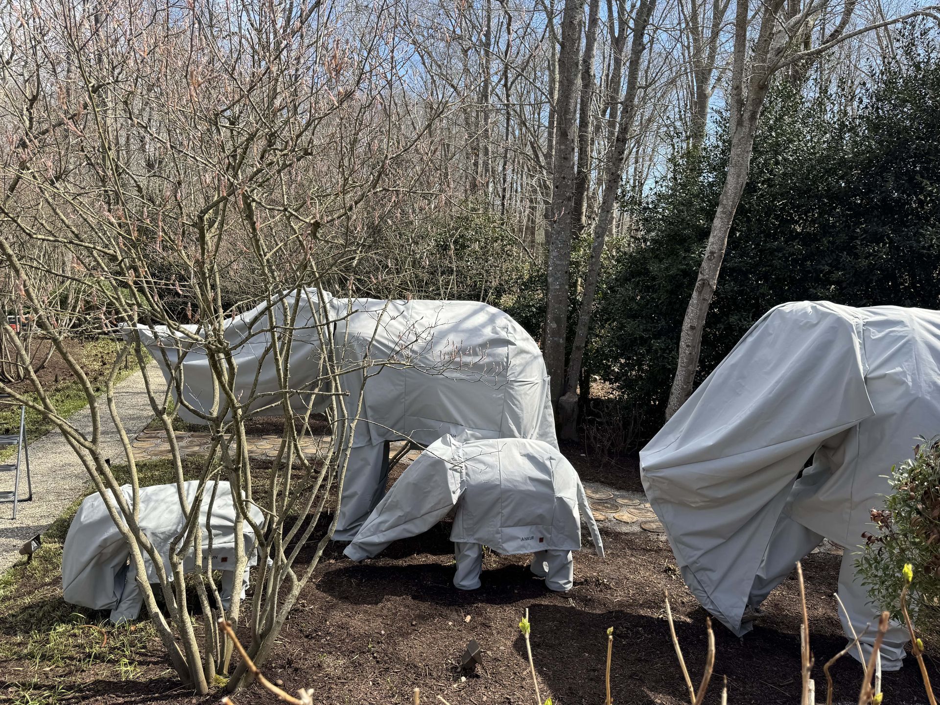 Shrubs covered in light-gray protective fabric in a garden. Bare tree branches and a sunny sky are visible in the background.