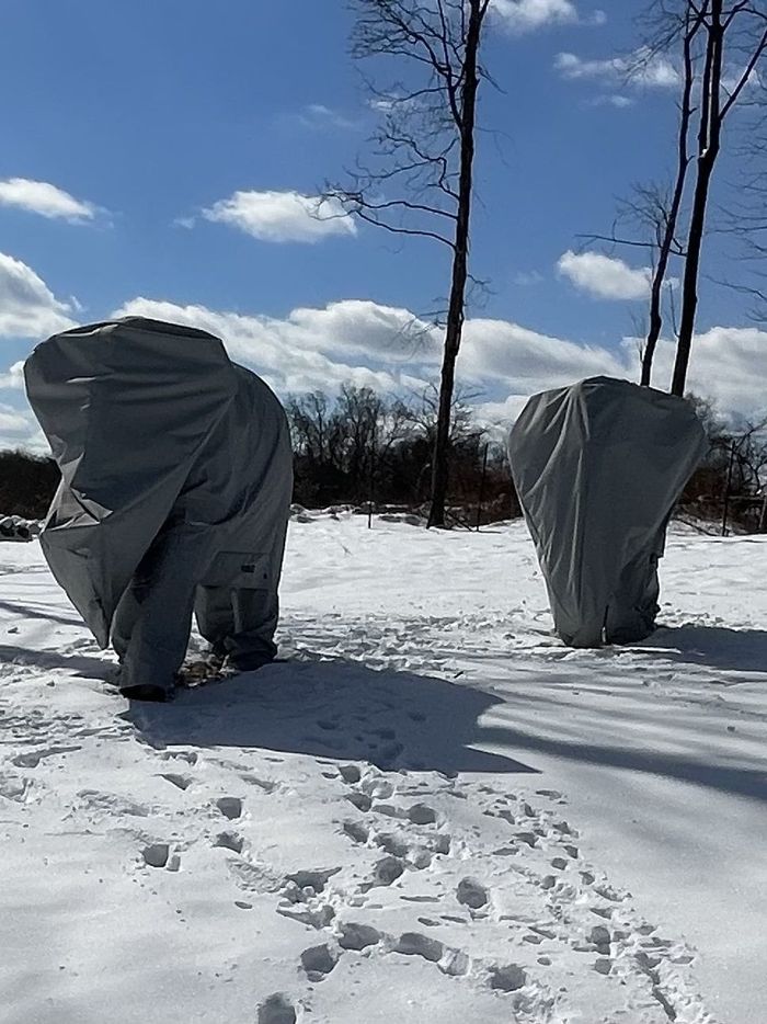 Two shrubs covered in gray winter protection stand in a snow-covered yard on a sunny day, with bare trees in the background.