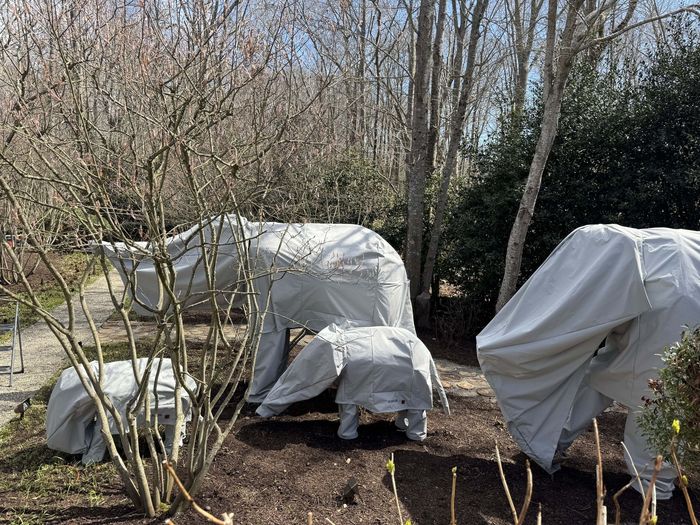 Shrubs covered with protective white fabric in a garden, likely to shield them from cold.