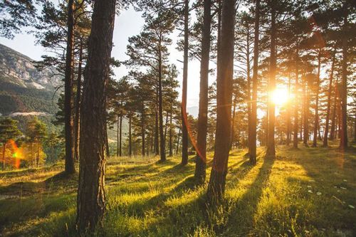 Sunlit forest with tall trees casting long shadows on the grassy ground.