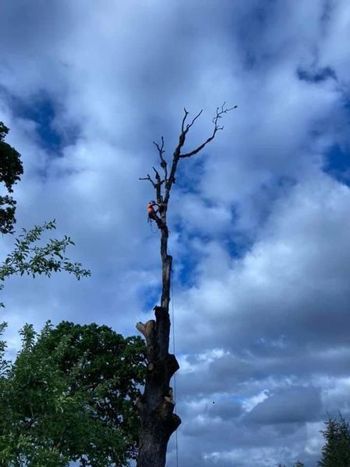 Dead tree, mostly bare, with an arborist working high up against a cloudy sky.