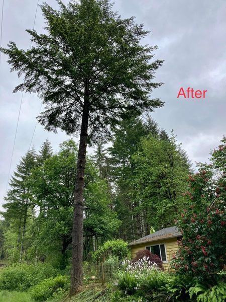 Tall tree pruned to a smaller size near a yellow house under a cloudy sky.