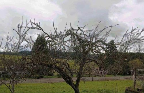 Bare tree in a grassy yard under a cloudy sky, with a road and trees in the background.