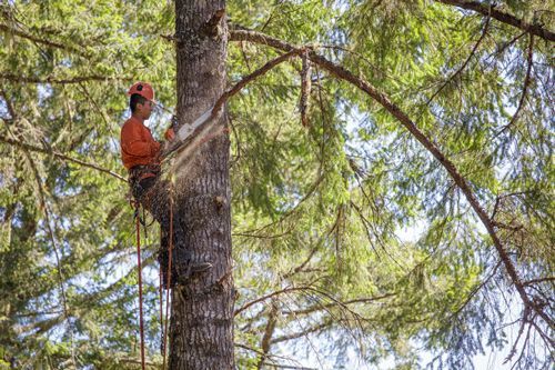 Tree climber in orange shirt and hardhat, cutting a branch with a chainsaw.