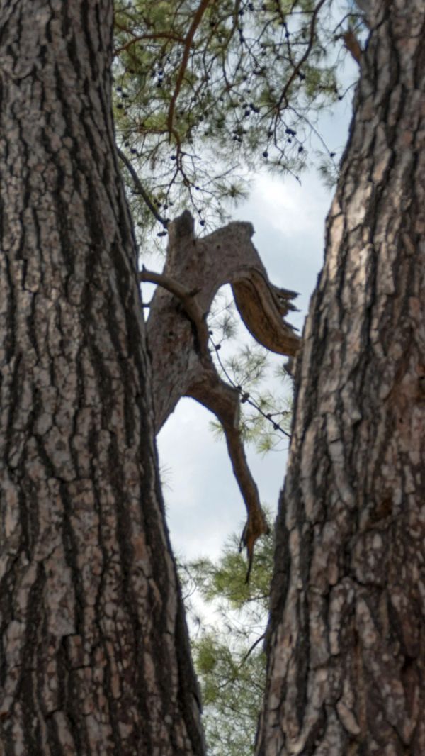 Two trees with wooden supports and red straps; part of a playground setup.