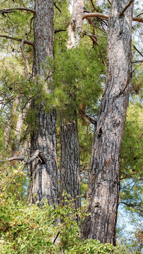 Two mature trees with rusty metal bands around their trunks. Green foliage is visible in the background.