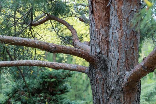 Three large trees with metal supports and cables around their trunks, in a green, leafy environment.