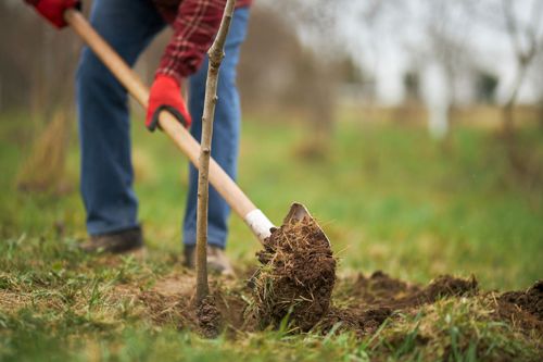 Person planting a small tree in a grassy area using a shovel. Red gloves, blue jeans, and plaid shirt.