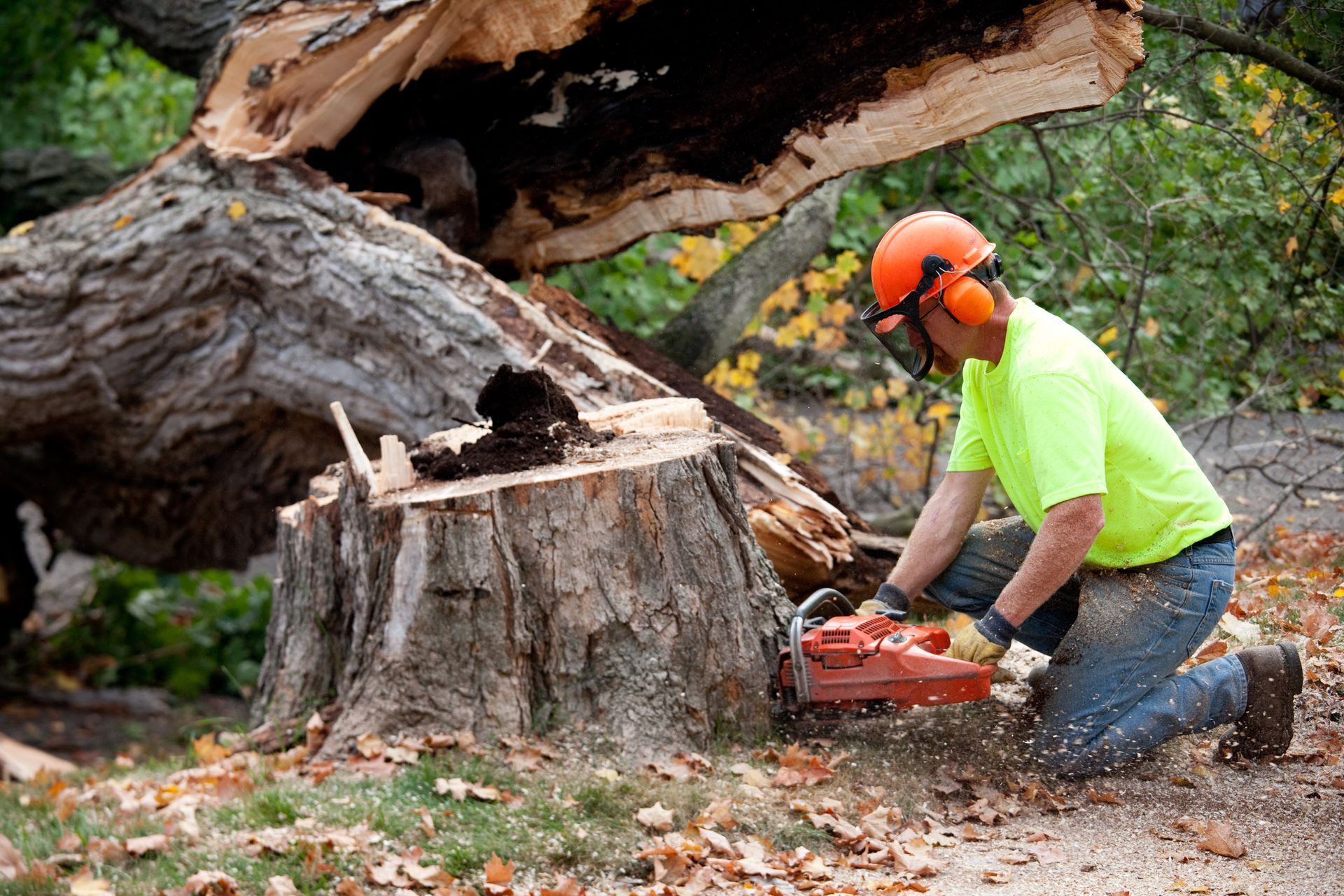 Man in safety gear using a chainsaw to cut a tree stump in an outdoor setting.