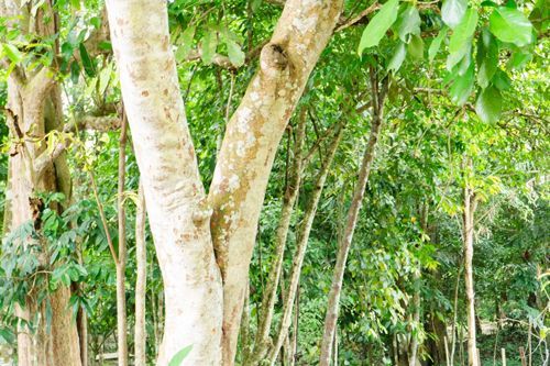 Tall tree with a black protective wrap and supporting ropes against a blue sky.