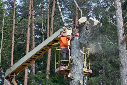 Man in lift cutting tree with chainsaw in a forest.