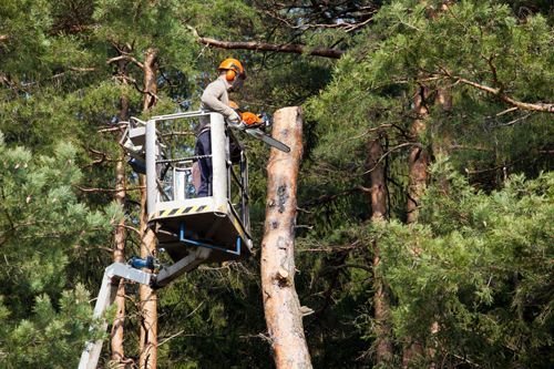 Arborist in a lift basket uses a chainsaw to cut a tree trunk in a forest.