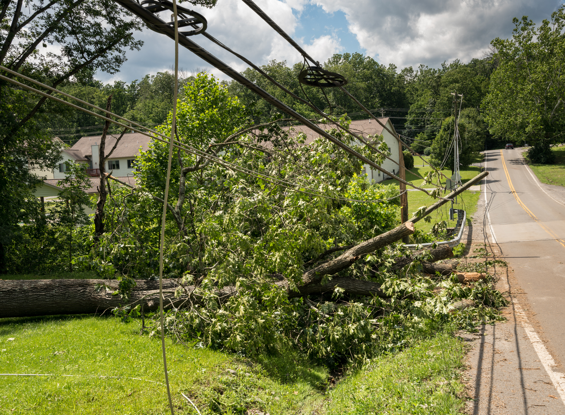 Fallen tree blocking road and power lines; green foliage, brown branches, gray sky, residential setting.