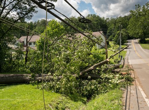 Fallen tree blocking road and power lines; green foliage, brown branches, gray sky, residential setting.