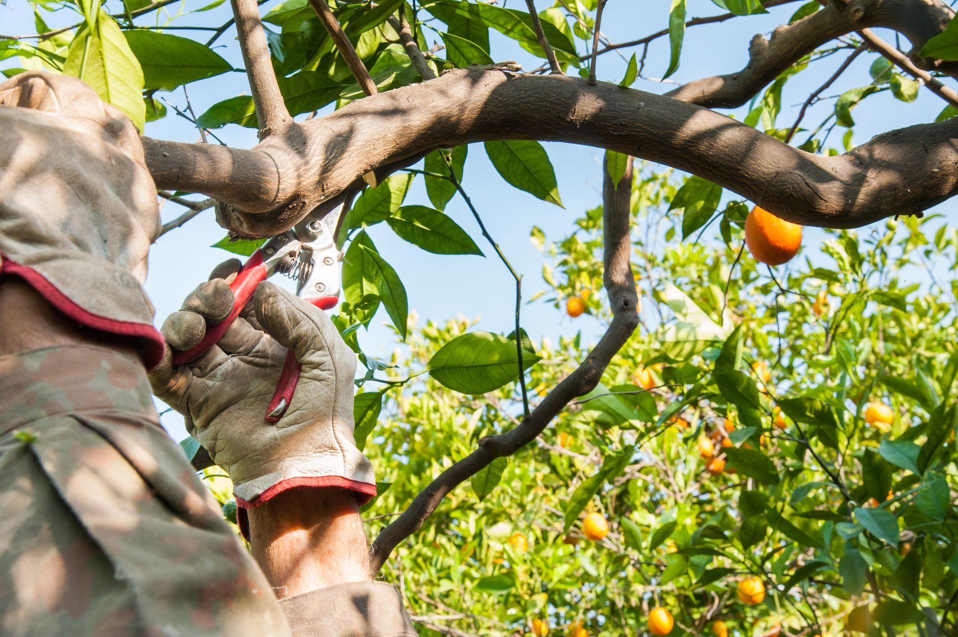 Person pruning an orange tree wearing work gloves, sunlight.