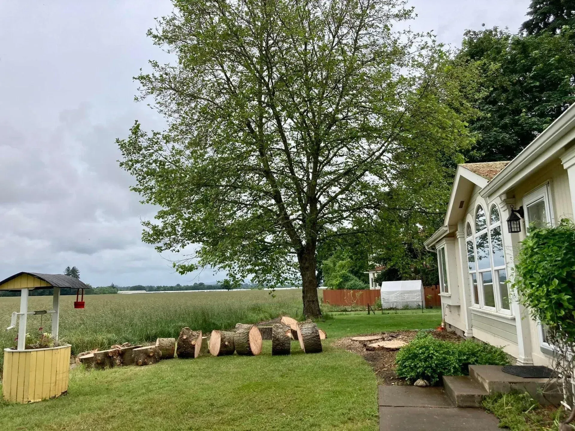 A cut tree with logs on the lawn, next to a house and a field. Overcast sky.