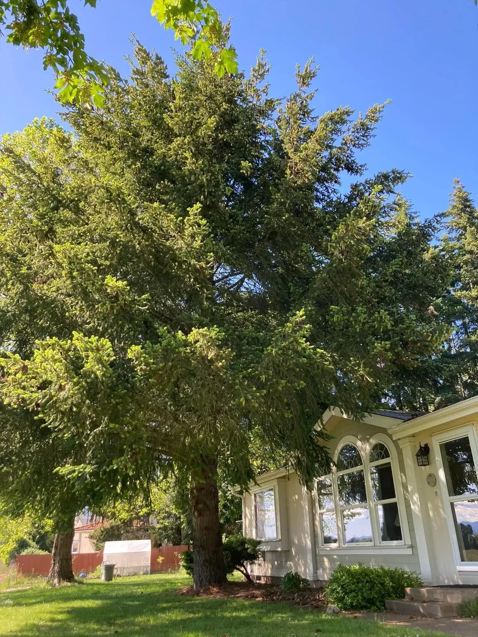 Tall, green tree next to a beige house with arched windows under a clear blue sky.