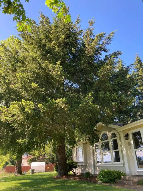 Tall, green tree next to a beige house with arched windows under a clear blue sky.