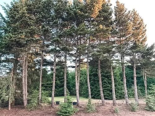 Row of tall, slender trees with green foliage against a light sky and green backdrop.
