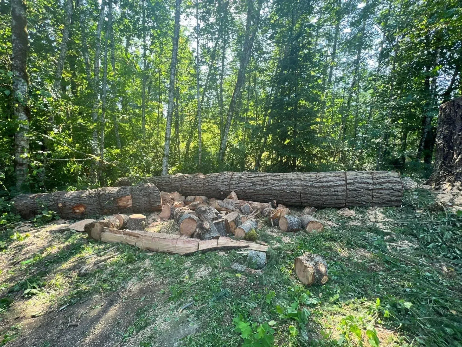 Felled tree trunk and cut logs on green grass, surrounded by a forest of green trees.