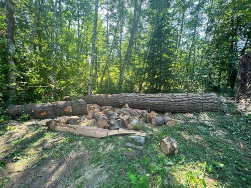Felled tree trunk and cut logs on green grass, surrounded by a forest of green trees.