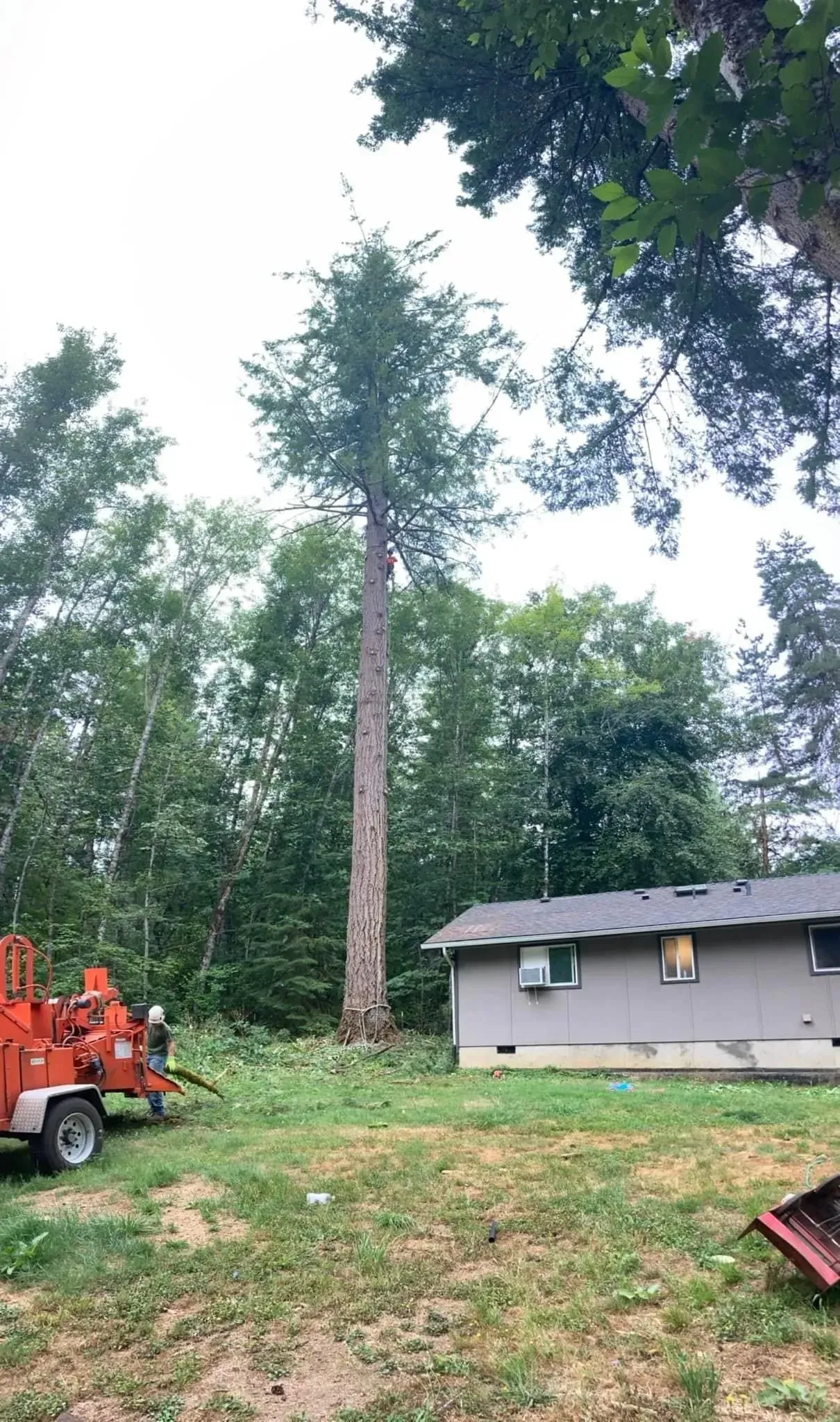 Tall tree trunk next to a small house, with a wood chipper in the yard, overcast sky.