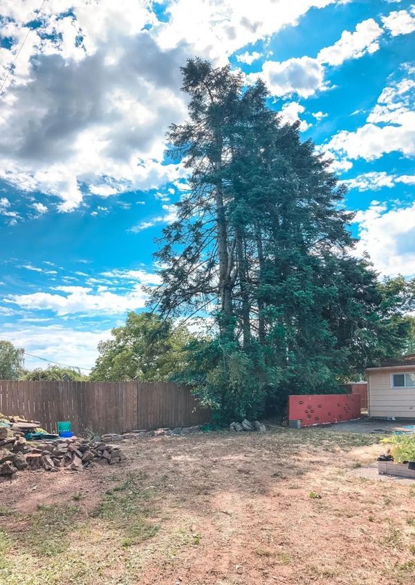 Backyard with a tall tree, wooden fence, red wall, and cloudy blue sky.