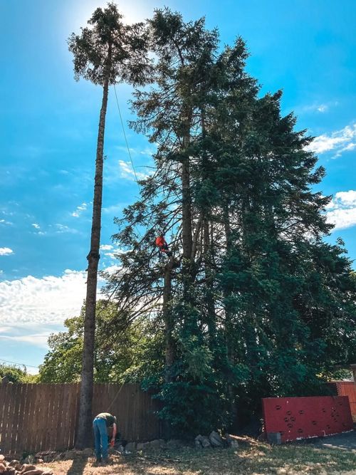 Arborist in a tree, with a man at the base; sunlight and a bright blue sky.