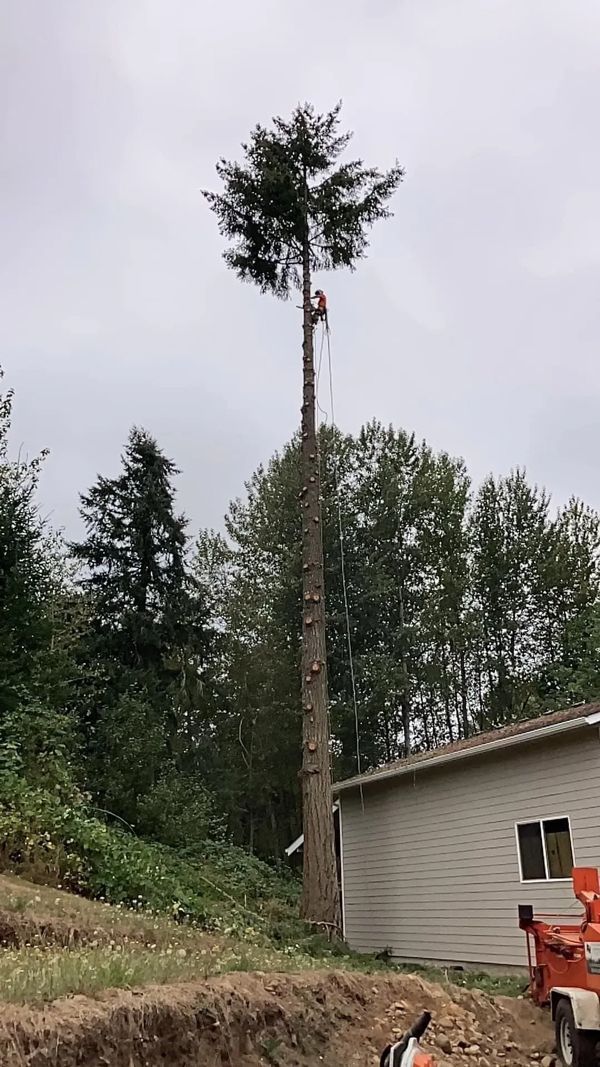 Tree climber cutting down a tall tree next to a house.