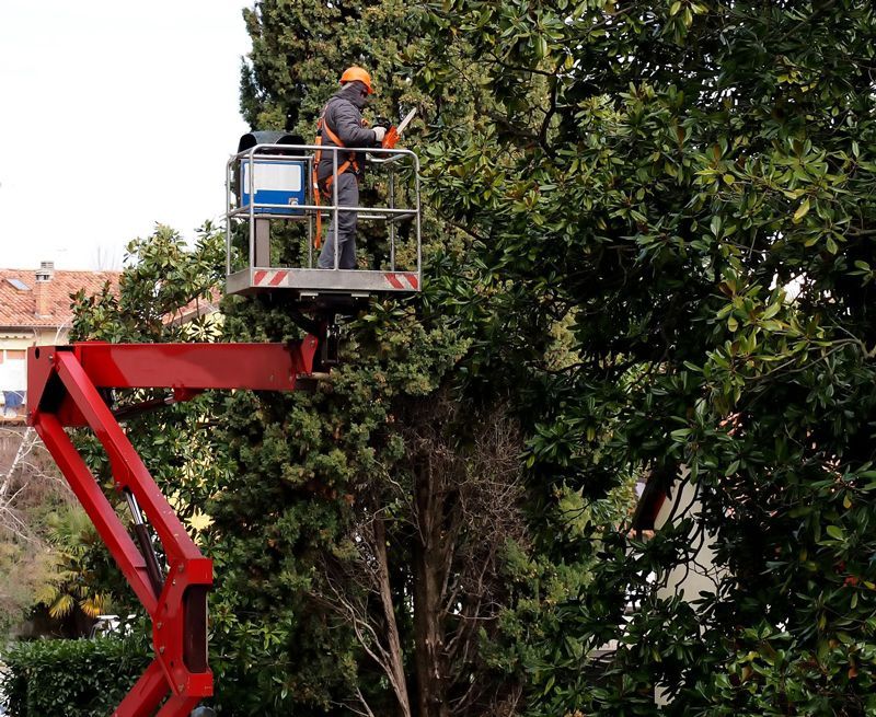 Arborist in a lift bucket trimming a large tree, wearing safety gear.