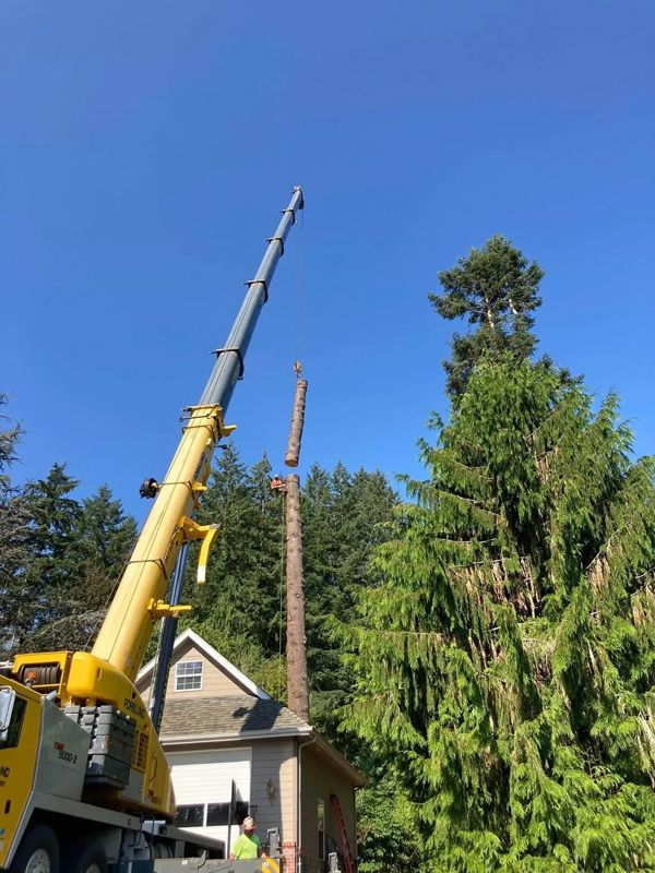 A crane lifts a tree trunk section over a building on a sunny day.