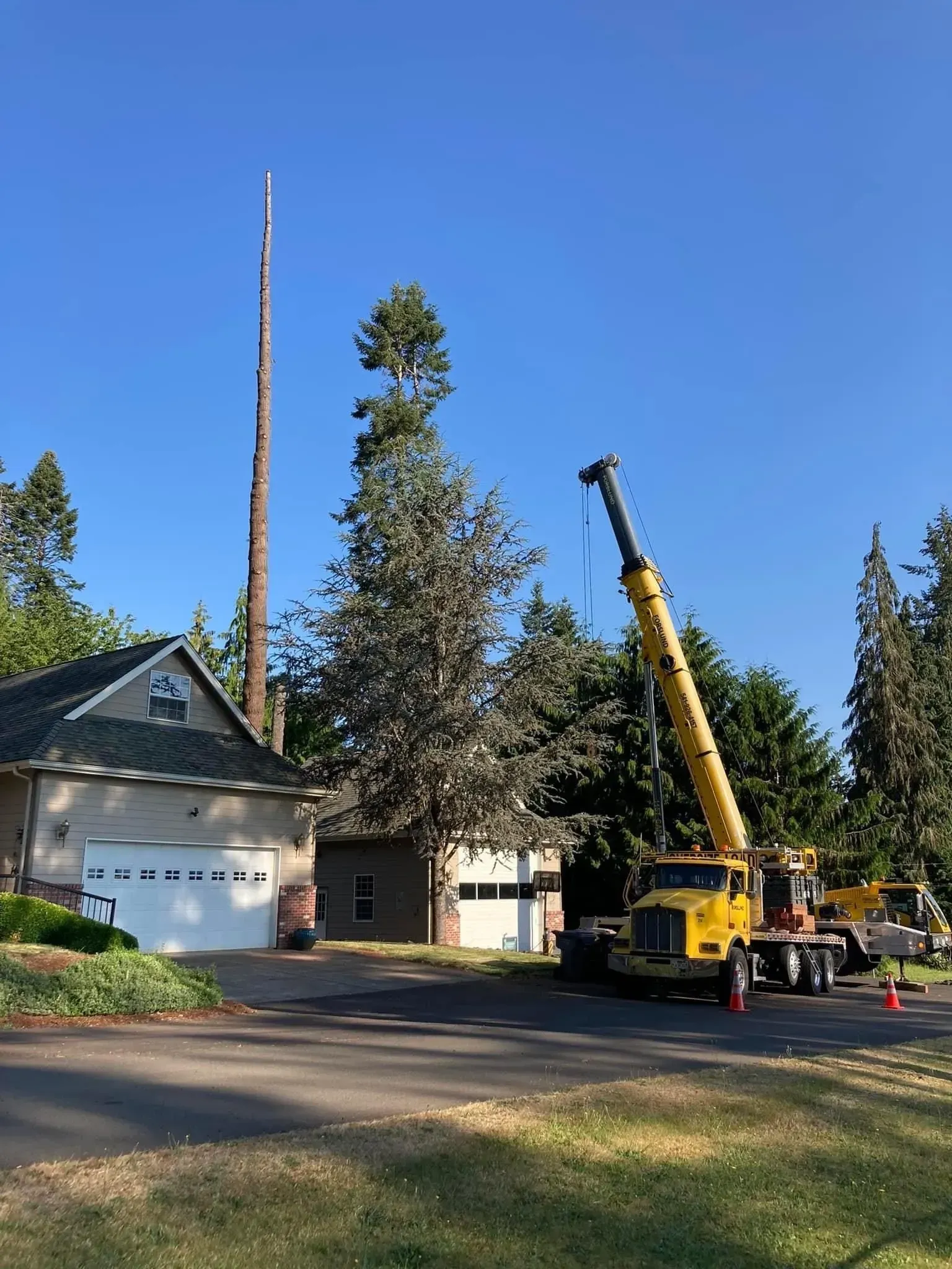 A yellow crane cutting down a tall tree next to a house. Clear blue sky.