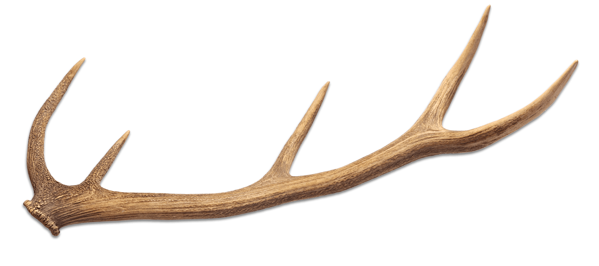 Deer antler