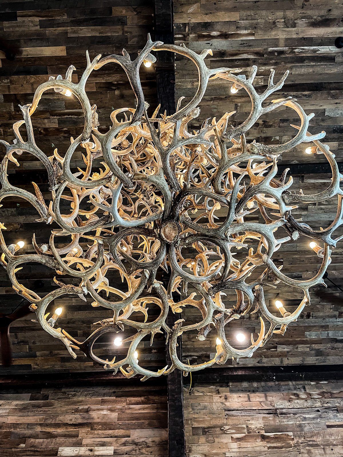 A chandelier made of deer antlers is hanging from the ceiling.