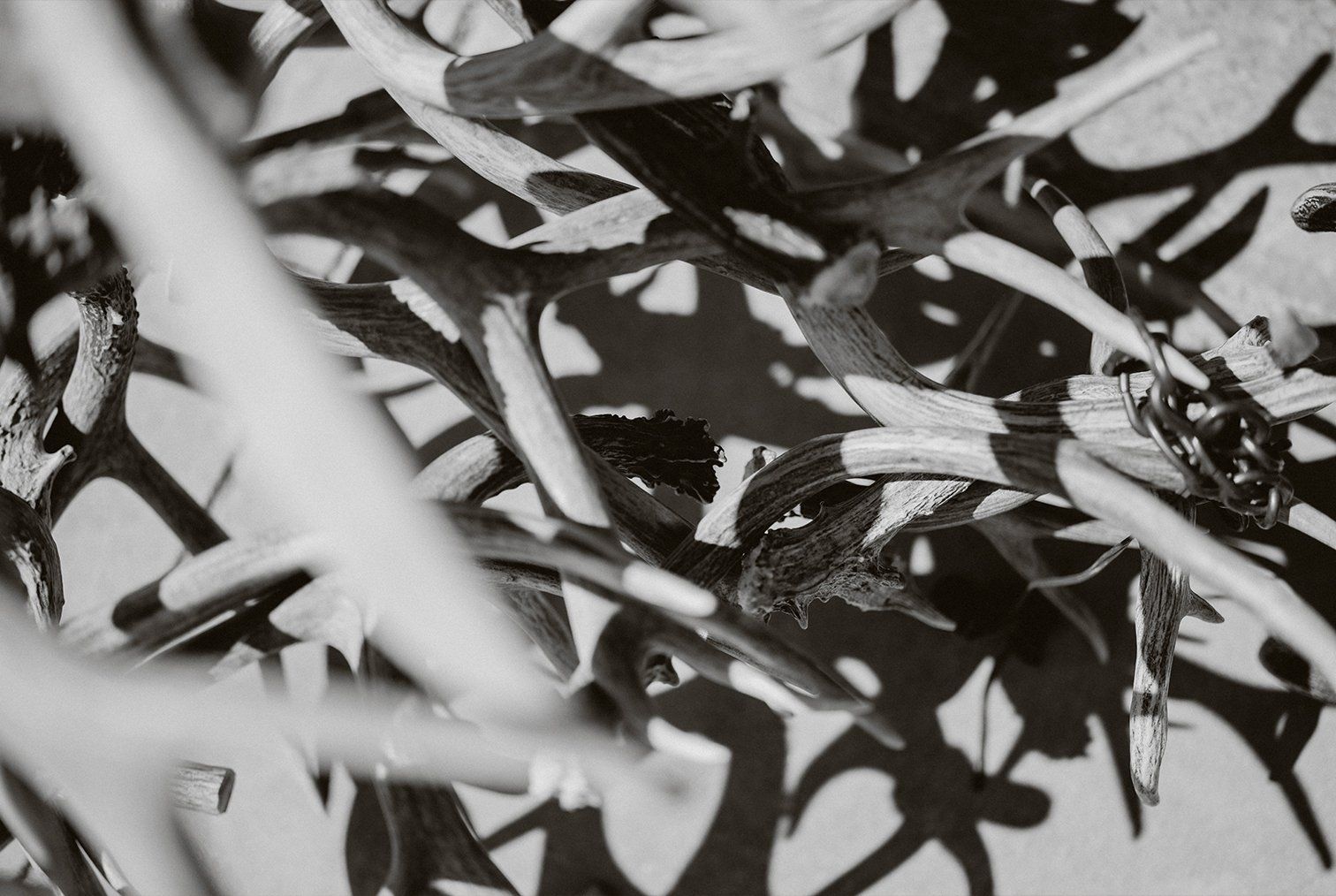 Deer antlers black and white photo