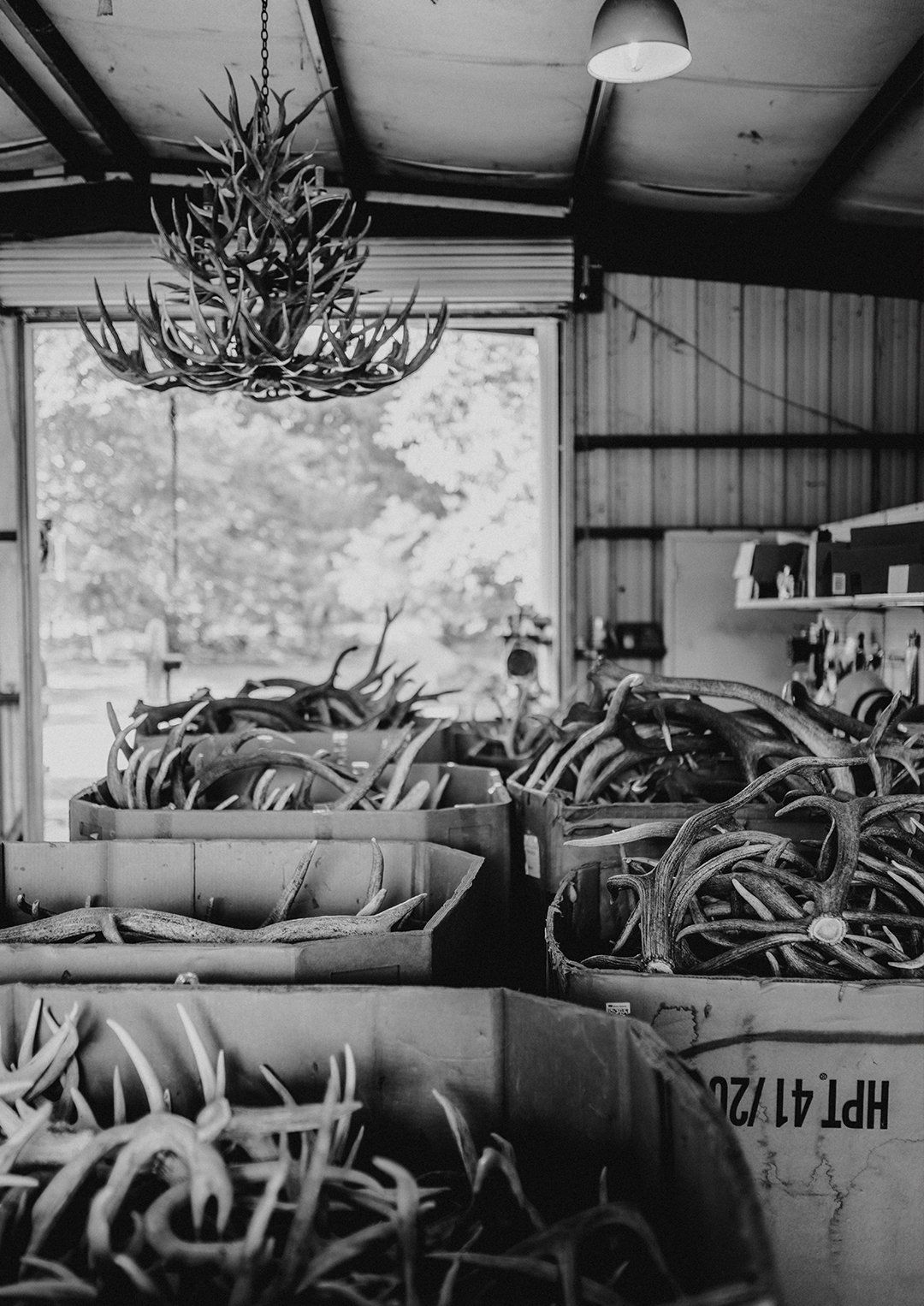 Bins of antlers in Terrys workshop