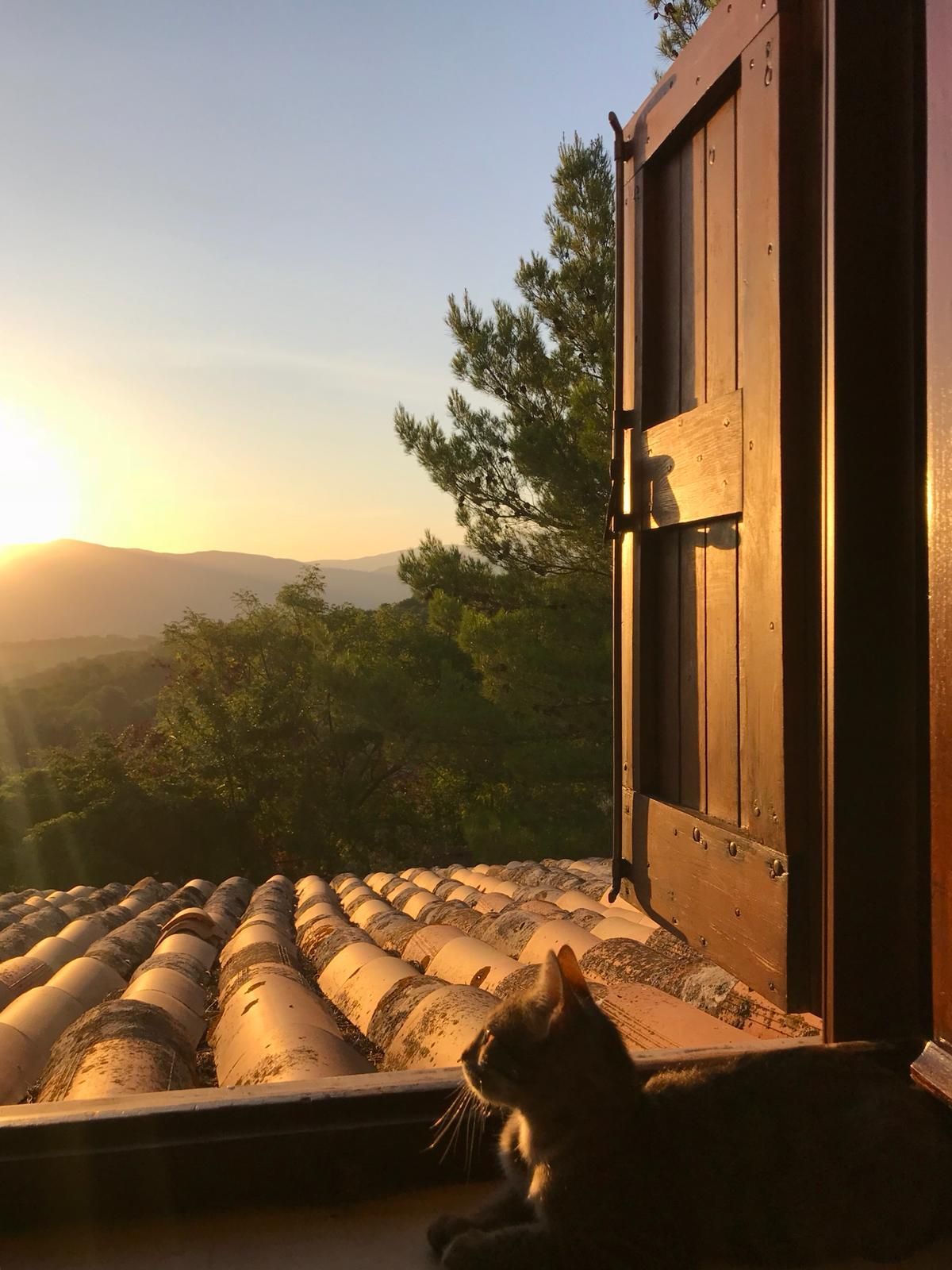 Gatto che ammira il tramonto sulle dolci colline, visto da una finestra con le persiane aperte.