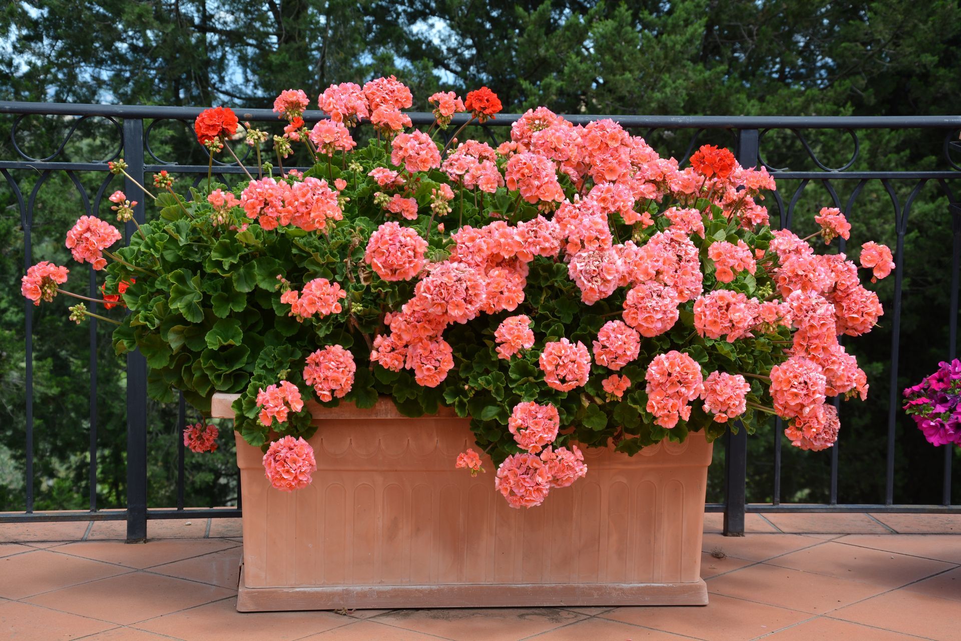 Una fioriera rettangolare in terracotta piena di gerani color corallo su un patio, con una ringhiera nera e alberi sullo sfondo.