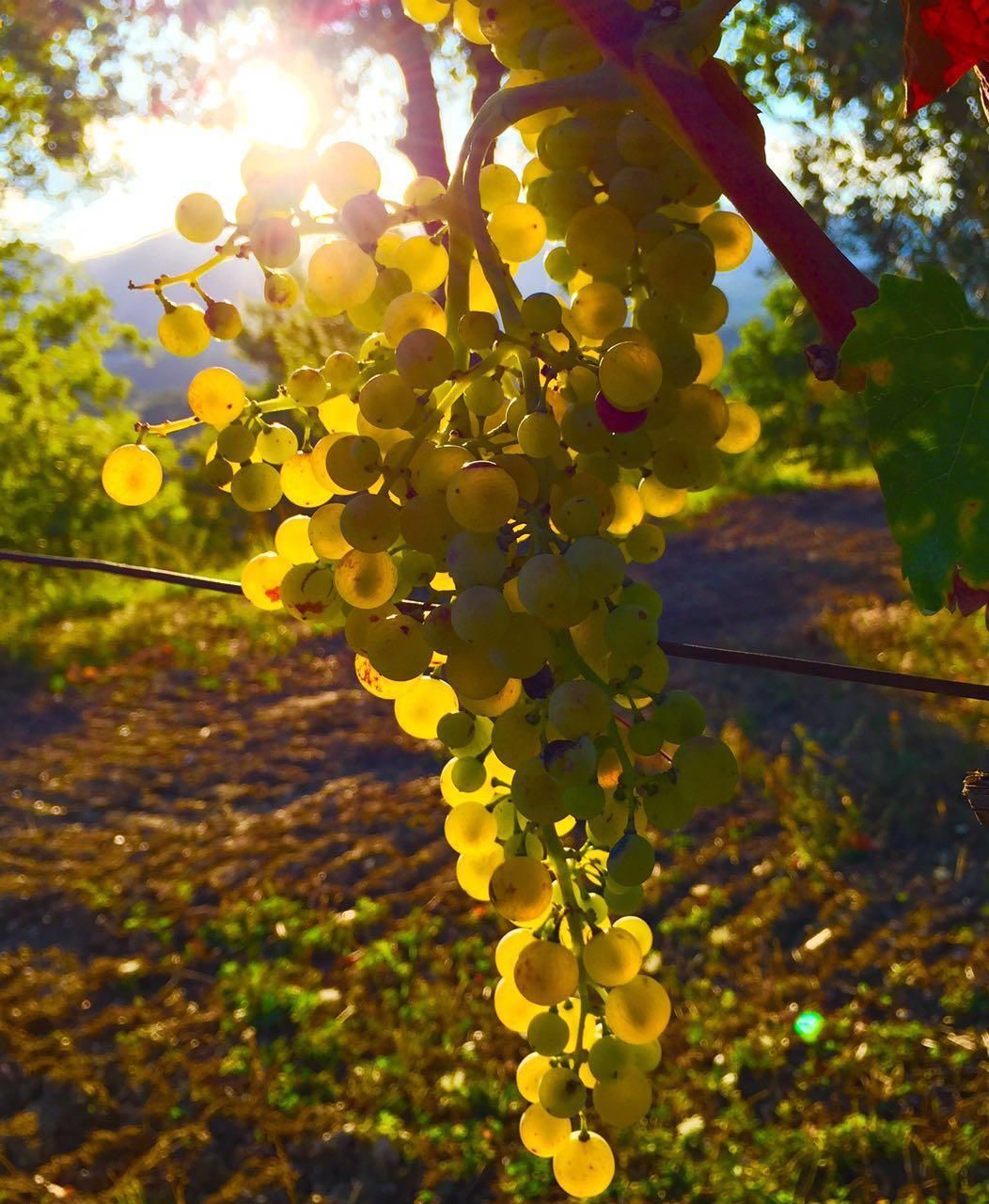 Due persone brindano con bicchieri di vino rosso durante una cena a lume di candela.